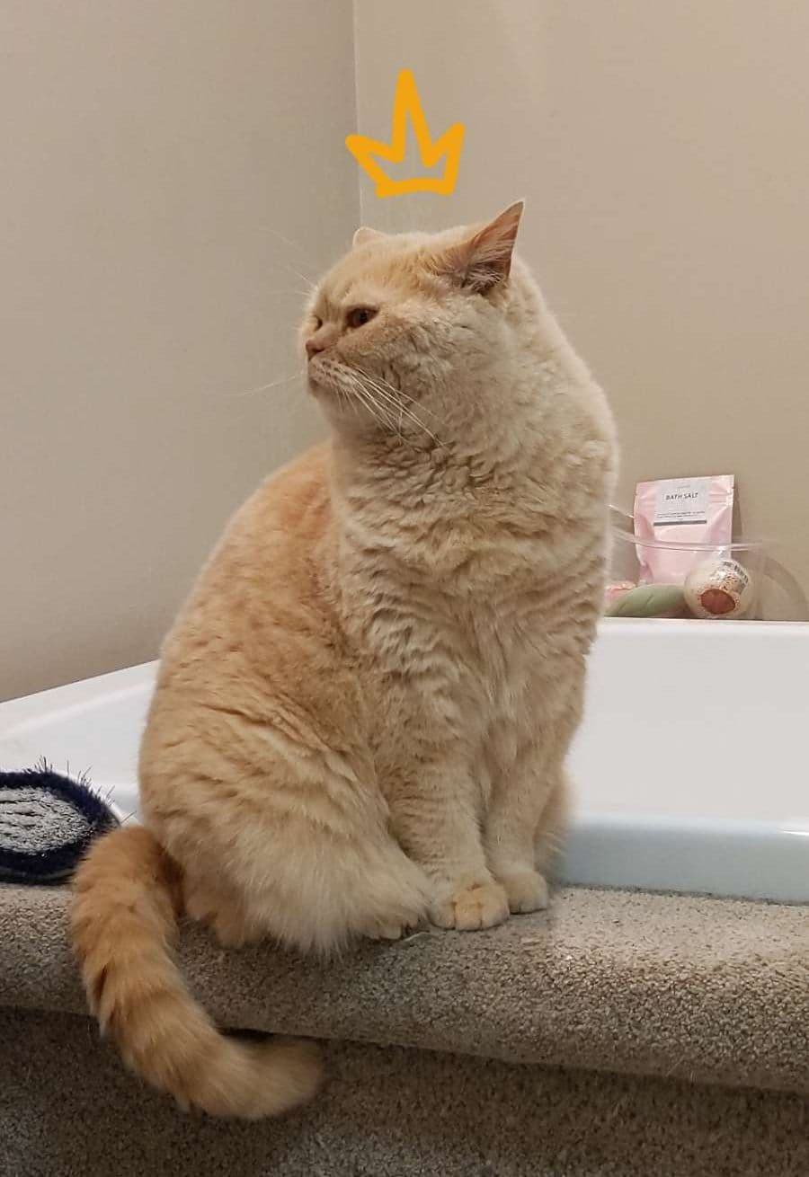 tofu